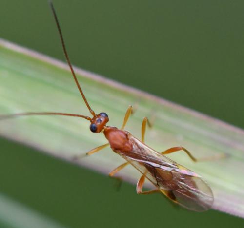 Réf. 266 570 : Aleiodes sp.